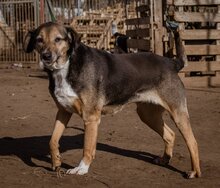 FOLTI, Hund, Mischlingshund in Ungarn - Bild 3