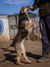 FOLTI, Hund, Mischlingshund in Ungarn - Bild 4