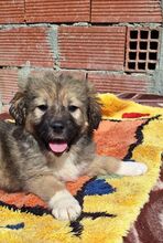 DAVISON, Hund, Mischlingshund in Griechenland