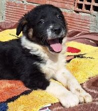 PLUTOBALOU, Hund, Mischlingshund in Griechenland