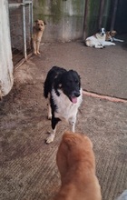 PLUTOBALOU, Hund, Mischlingshund in Griechenland - Bild 24