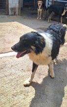 PLUTOBALOU, Hund, Mischlingshund in Griechenland - Bild 25