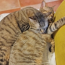 CENTAURO, Katze, Europäisch Kurzhaar in Spanien - Bild 2