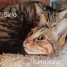 CENTAURO, Katze, Europäisch Kurzhaar in Spanien - Bild 3