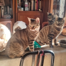 CENTAURO, Katze, Europäisch Kurzhaar in Spanien - Bild 7