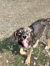 AMADEUS, Hund, Mischlingshund in Rumänien - Bild 2