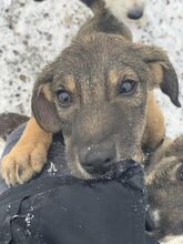 AMADEUS, Hund, Mischlingshund in Rumänien - Bild 3