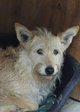 GLENA, Hund, Podengo Portugues Pequeno-Mix in Köln