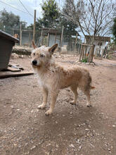GLENA, Hund, Podengo Portugues Pequero-Mix in Portugal - Bild 2