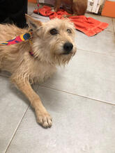 GLENA, Hund, Podengo Portugues Pequero-Mix in Portugal - Bild 3