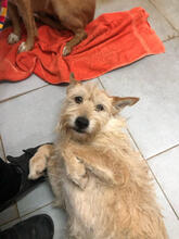 GLENA, Hund, Podengo Portugues Pequero-Mix in Portugal - Bild 4
