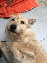GLENA, Hund, Podengo Portugues Pequero-Mix in Portugal - Bild 5