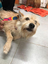 GLENA, Hund, Podengo Portugues Pequero-Mix in Portugal - Bild 6