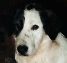 NOAH, Hund, Mischlingshund in Rumänien