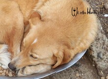 BLONDIE, Hund, Mischlingshund in Rumänien