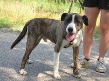 SAMBO, Hund, Mischlingshund in Ungarn