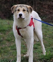 HENRY, Hund, Mischlingshund in Griechenland - Bild 1