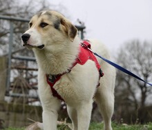 HENRY, Hund, Mischlingshund in Griechenland - Bild 6