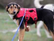 TILDA, Hund, Mischlingshund in Griechenland - Bild 1