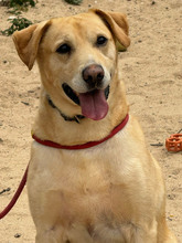 BEN, Hund, Labrador Retriever in Portugal - Bild 1