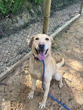 BEN, Hund, Labrador Retriever in Portugal - Bild 10