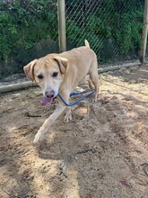 BEN, Hund, Labrador Retriever in Portugal - Bild 11