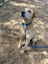 BEN, Hund, Labrador Retriever in Portugal - Bild 12