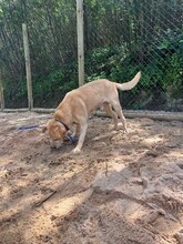 BEN, Hund, Labrador Retriever in Portugal - Bild 13