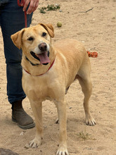 BEN, Hund, Labrador Retriever in Portugal - Bild 2