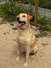 BEN, Hund, Labrador Retriever in Portugal - Bild 3