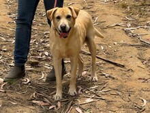 BEN, Hund, Labrador Retriever in Portugal - Bild 4