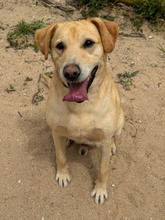 BEN, Hund, Labrador Retriever in Portugal - Bild 5