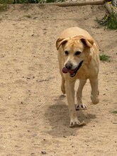 BEN, Hund, Labrador Retriever in Portugal - Bild 6