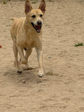 BEN, Hund, Labrador Retriever in Portugal - Bild 7