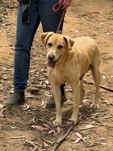 BEN, Hund, Labrador Retriever in Portugal - Bild 8