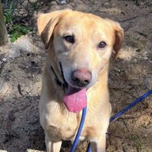 BEN, Hund, Labrador Retriever in Portugal - Bild 9