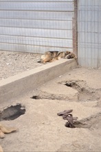 TORTELLINO, Hund, Mischlingshund in Rumänien - Bild 10