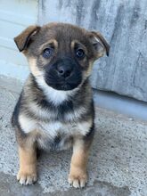 TORTELLINO, Hund, Mischlingshund in Rumänien - Bild 2