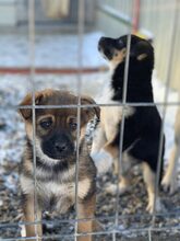 TORTELLINO, Hund, Mischlingshund in Rumänien - Bild 3