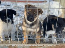 TORTELLINO, Hund, Mischlingshund in Rumänien - Bild 4