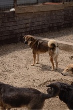 TORTELLINO, Hund, Mischlingshund in Rumänien - Bild 7