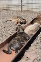 TORTELLINO, Hund, Mischlingshund in Rumänien - Bild 8