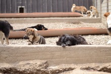 TORTELLINO, Hund, Mischlingshund in Rumänien - Bild 9
