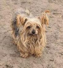 BLANKA, Hund, Yorkshire Terrier in Amberg