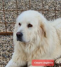 CESAREAUGUSTO, Hund, Maremma Abruzzenhund in Italien - Bild 1