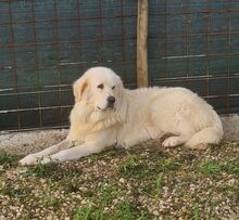 CESAREAUGUSTO, Hund, Maremma Abruzzenhund in Italien - Bild 2