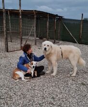 CESAREAUGUSTO, Hund, Maremma Abruzzenhund in Italien - Bild 3