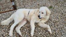 CESAREAUGUSTO, Hund, Maremma Abruzzenhund in Italien - Bild 5