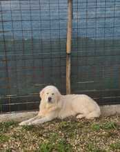 CESAREAUGUSTO, Hund, Maremma Abruzzenhund in Italien - Bild 6