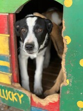 BLADE, Hund, Mischlingshund in Rumänien - Bild 12